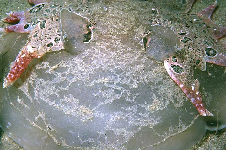 46 Theys Fimbra.jpg - Il più grosso dei nudibranchi, vive in profondità, ma di notte sale verso la superficie.
